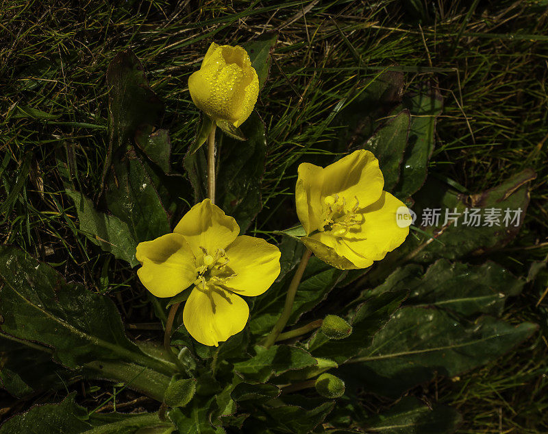 太阳杯，Taraxia ovata或Camissonia ovata，赫斯特圣西蒙州立公园，加利福尼亚州。黄色花朵,柳叶菜科。